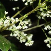 Olea polygama Wight